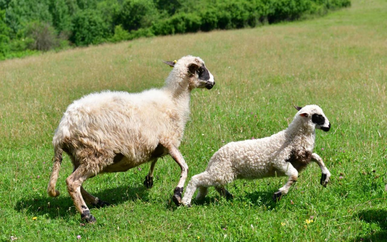 Natura Hause Rakovica Kültér fotó